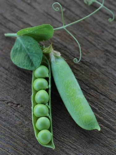 25 seeds Thomas Laxton Pea Ct Pod Vegetable Garden Heirloom Usa Vine Trellis