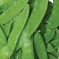 25 seeds Oregon Sugar Pod Ii Pea Ct Snow Pod Vegetable Garden Usa Heirloom