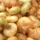 200+ seeds Cipollini Onion  Yellow Sweet Italian Cuisine Non-Gmo