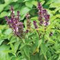 250+ seeds Persian Basil  Black Licorice Herb Ocimum Basilicum Usa