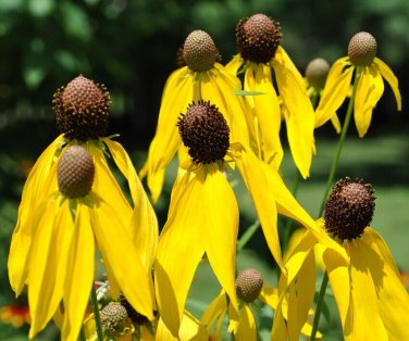 200+ seeds Yellow Prairie Coneflower  Ratibida Us Seller Wildflower