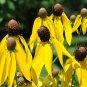200+ seeds Yellow Prairie Coneflower  Ratibida Us Seller Wildflower