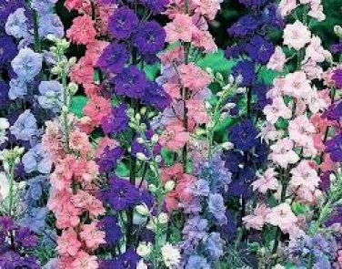 200+ seeds Larkspur  Rocket Delphinium Imperial Mix Cut Flower Annual