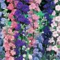 200+ seeds Larkspur  Rocket Delphinium Imperial Mix Cut Flower Annual
