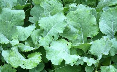 500+ seeds Kale  Premier Early Hanover Vegetable Non-Gmo Us Seller
