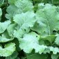 500+ seeds Kale  Premier Early Hanover Vegetable Non-Gmo Us Seller