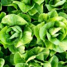 600+ seeds Parris Island Cos Romaine Lettuce  Vegetable Non-Gmo Us