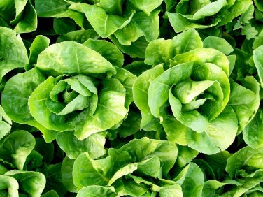 600+ seeds Parris Island Cos Romaine Lettuce  Vegetable Non-Gmo Us