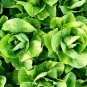 600+ seeds Parris Island Cos Romaine Lettuce  Vegetable Non-Gmo Us