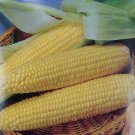 25 seeds Iochief Yellow Corn Sweet Vegetable Garden Non-Gmo Heirloom Usa