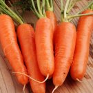 500+ seeds Carrot  Shin Kuroda Asian Vegetable Non-Gmo Usa Seller