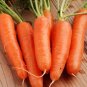 500+ seeds Carrot  Shin Kuroda Asian Vegetable Non-Gmo Usa Seller