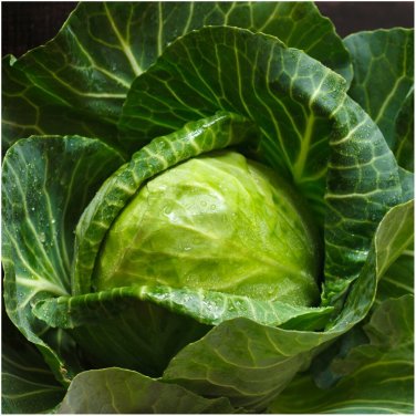 500+ seeds Early Round Dutch Cabbage  Vegetable Garden Non-Gmo Usa