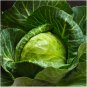 500+ seeds Early Round Dutch Cabbage  Vegetable Garden Non-Gmo Usa