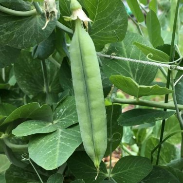 25 seeds Early Frosty Pea Ct Green Pod Vegetable Garden Heirloom Non-Gmo Usa