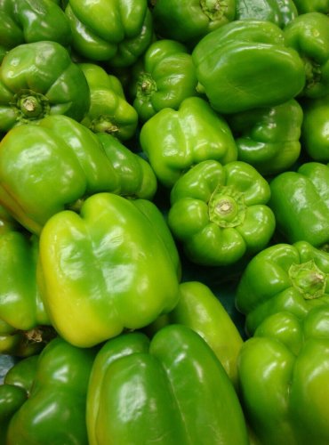 50+ seeds Yolo Wonder Pepper  Sweet Bell Vegetable Garden Non-Gmo