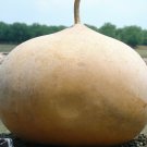5 seeds Gourd Ct Giant Vegetable Garden Heirloom Non-Gmo  Bushel