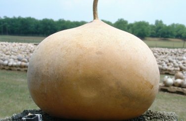 5 seeds Gourd Ct Giant Vegetable Garden Heirloom Non-Gmo  Bushel