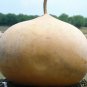 5 seeds Gourd Ct Giant Vegetable Garden Heirloom Non-Gmo  Bushel