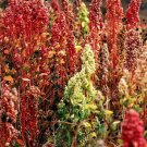 100+ seeds Brilliant Rainbow Quinoa Greens  Vegetable Non-Gmo Usa