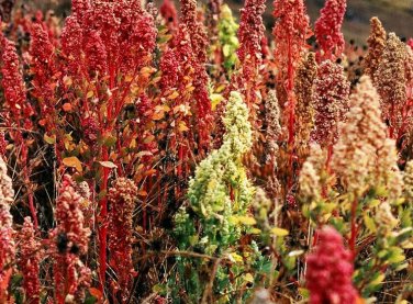 100+ seeds Brilliant Rainbow Quinoa Greens  Vegetable Non-Gmo Usa