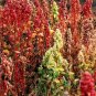 100+ seeds Brilliant Rainbow Quinoa Greens  Vegetable Non-Gmo Usa