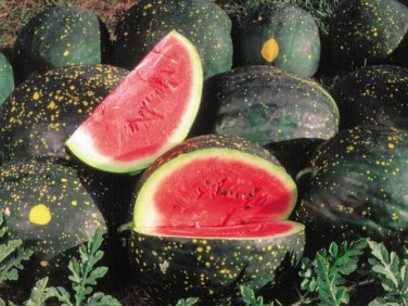 15 seeds Moon And Stars Red Watermelon Ct Fruit