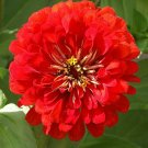 100+ seeds Cherry Queen Zinnia  Red Flower Elegans Usa Seller