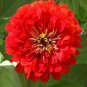 100+ seeds Cherry Queen Zinnia  Red Flower Elegans Usa Seller