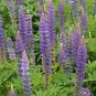 100+ seeds Lupine  Perennis Perrenial Flower Deer Resistant Usa