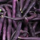 50 seeds Royal Burgundy Bean Ct Purple Bush Vegetable Heirloom Usa