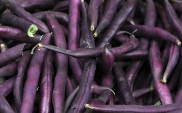 50 seeds Royal Burgundy Bean Ct Purple Bush Vegetable Heirloom Usa
