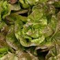 600+ seeds Bronze Mignonette Lettuce  Vegetable Non-Gmo Usa Seller
