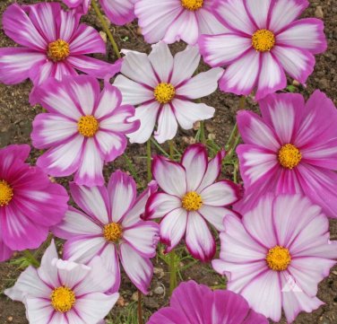100 seeds Cosmos Candystripe Ct Flower Usa Seller Butterflies