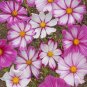 100 seeds Cosmos Candystripe Ct Flower Usa Seller Butterflies