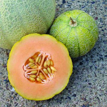 25+ seeds Minnesota Midget Cantaloupe  Mini Melon Fruit Non-Gmo