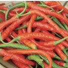 50+ seeds Cayenne Pepper  Long Red Slim Hot Vegetable Non-Gmo Usa