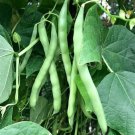 50 seeds Blue Lake Pole Bean Ct Green Vegetable Garden Heirloom Non-Gmo Usa