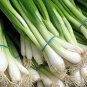 200+ seeds Onion Tokyo Long White  Bunching Scallion Vegetable Usa