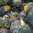 20 seeds Buttercup Squash Ct Burgess Buttercup Winter Vegetable
