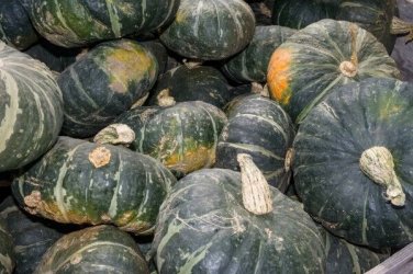 20 seeds Buttercup Squash Ct Burgess Buttercup Winter Vegetable