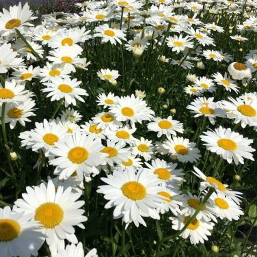 200+ seeds Shasta Daisy  Flower Usa Seller Perrenial White Flower