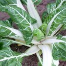 100 seeds Swiss Chard Large White Ribbed Ct Heirloom Non-Gmo Usa