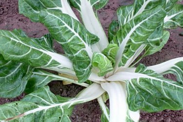 100 seeds Swiss Chard Large White Ribbed Ct Heirloom Non-Gmo Usa