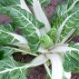 100 seeds Swiss Chard Large White Ribbed Ct Heirloom Non-Gmo Usa