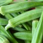 30 seeds Okra Perkins Long Pod Ct Vegetable Non-Gmo Heirloom Usa