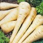 seeds Vegetable Garden Non-Gmo Us Seller 200+ Parsnip Hollow Crown