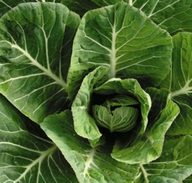 500+ seeds Collard Vates  Greens Vegetable Non-Gmo Heirloom Usa