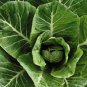 500+ seeds Collard Vates  Greens Vegetable Non-Gmo Heirloom Usa