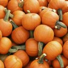 25 seeds Pumpkin Ct Vegetable Garden Non-Gmo Annual Usa  Sugar Pie